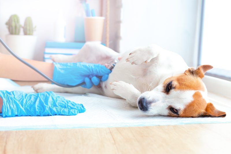 Desparasitación de mascotas en Badajoz — cuidado preventivo en Centro Veterinario Ciudad Jardín