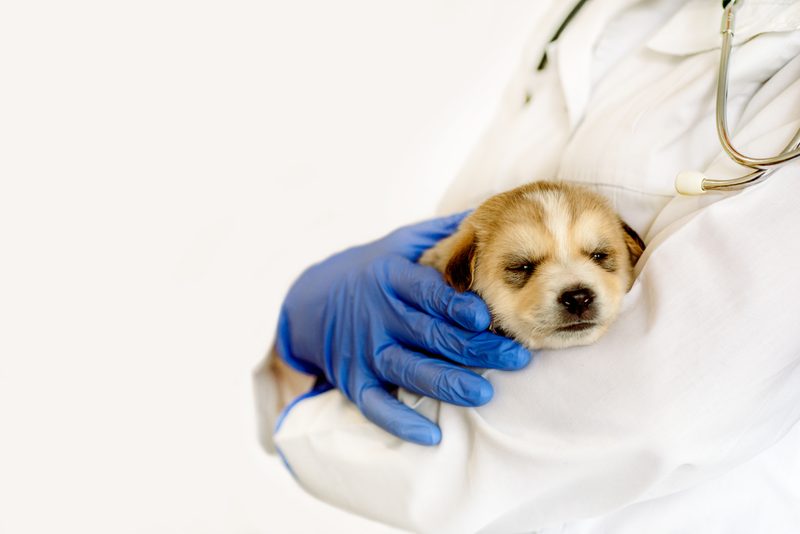 Cachorros felices en los brazos de nuestra veterinaria en Badajoz