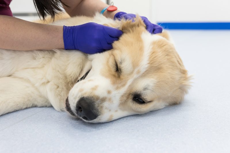 Odontología veterinaria en Badajoz — limpieza dental y cuidado bucodental para mascotas