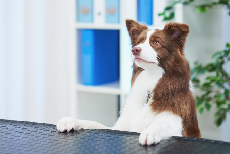 Vacunación y desparasitación de mascotas en clínica veterinaria de Badajoz