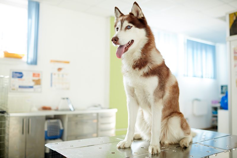 Atención de urgencias veterinarias en Badajoz — Centro Veterinario Ciudad Jardín