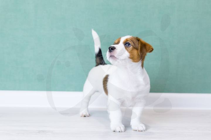 Mascota en consulta veterinaria en Badajoz