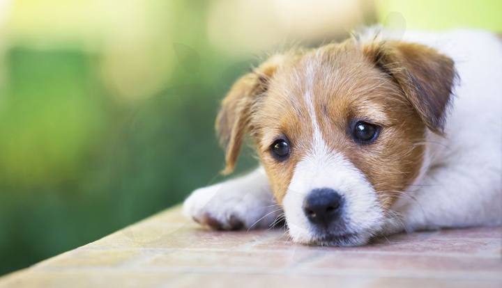 Cachorro en clínica veterinaria Badajoz