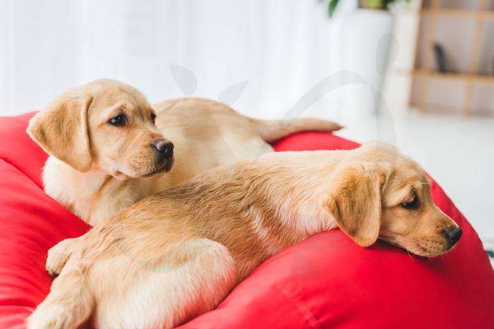 Diagnóstico por imagen en clínica veterinaria Badajoz