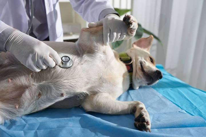 Centro Veterinario Ciudad Jardín — portafolio